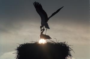 Bociany w okresie godowym, na gnieździe o wschodzie słońca