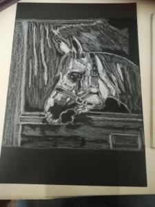 portret Siwka w boksie stajni